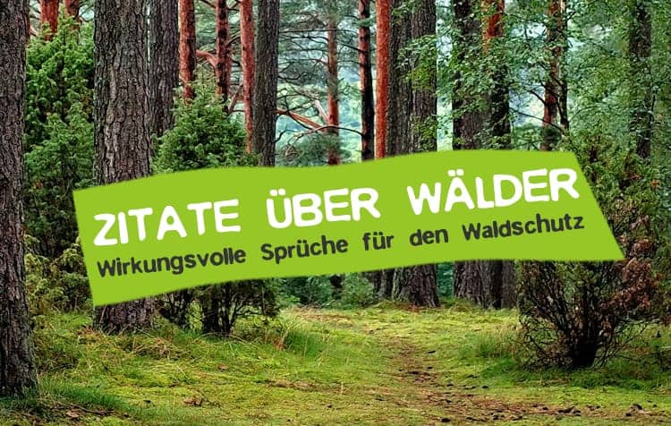 Wald Zitate - Sprüche über Waldschutz und Waldsterben