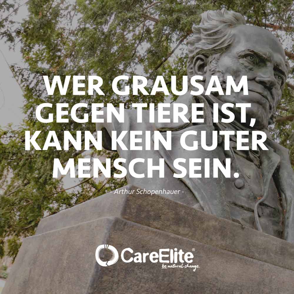 Wer grausam gegen Tiere ist Zitat Schopenhauer