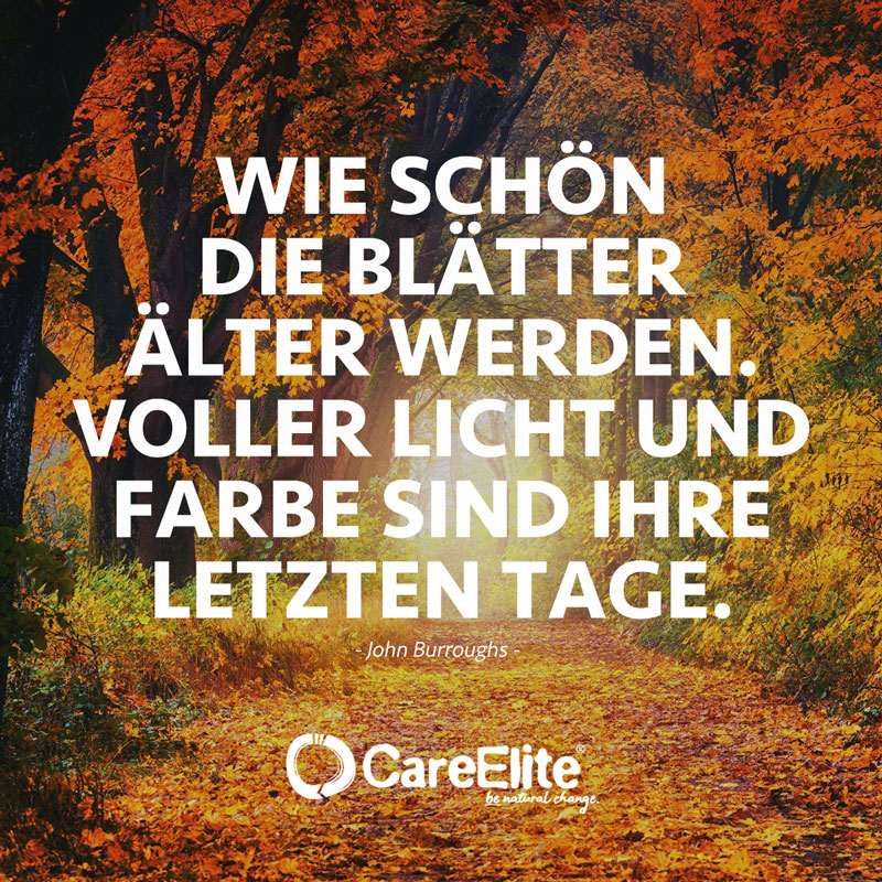 "Wie schön die Blätter älter werden. Voller Licht und Farbe sind ihre letzten Tage." (Zitat von John Burroughs)