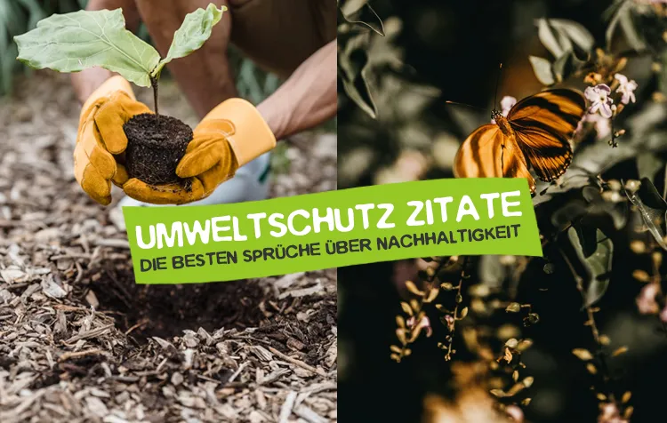 Zitate über Nachhaltigkeit und Umweltschutz