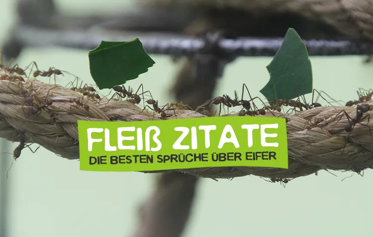 Fleiß Zitate – Die besten Sprüche über harte Arbeit, Eifer und Einsatz